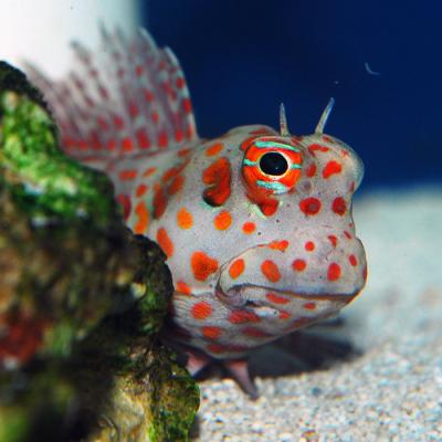 red-spot-blenny.jpg