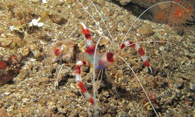 Banded_Boxer_Shrimp_(Stenopus_hispidus)_(6080400754).jpg