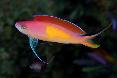 Pseudanthias dispar Redfin anthias male, Mike's Bommie, Great Barrier Reef IMG_8780.jpg