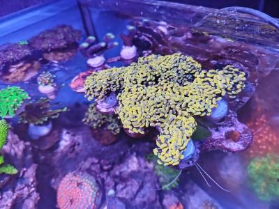 банан расфраг2.jpg