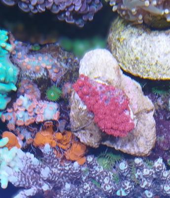 гони фраги3.jpg