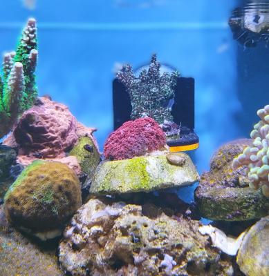 гони фраги2.jpg