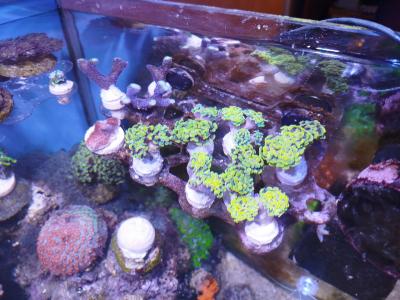 банан расфраг1.jpg