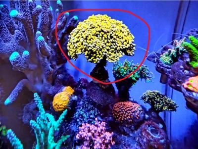 мат банан1.jpg