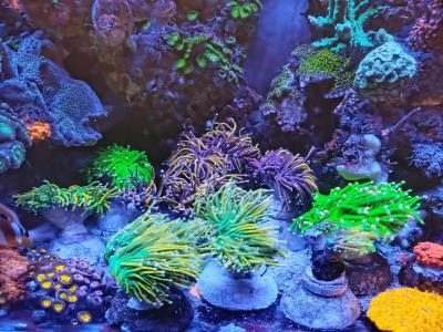 торчи расфраг4.jpg