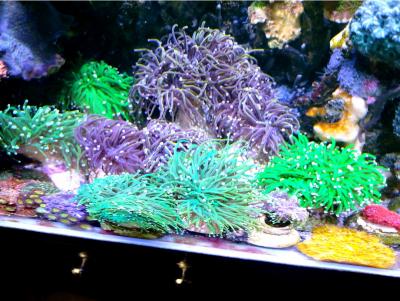 торчи расфраг2.jpg