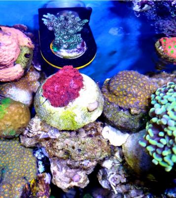 гони фраги2-1.jpg