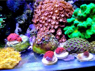 гони фраги1.jpg