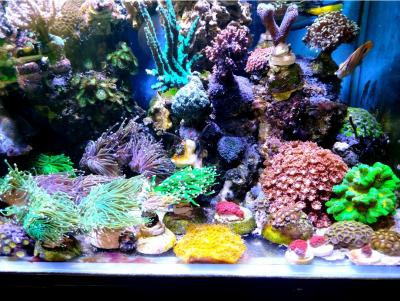 общие фраги1.jpg