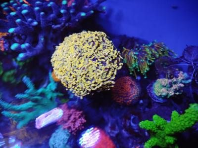 мат банан2.jpg