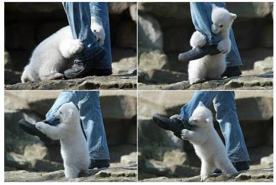 Polar bear attack - Pender Island Canada.jpg