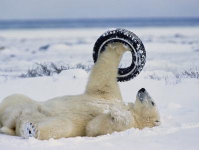 norbert-rosing-a-polar-bear-plays-with-an-old-tire.jpg