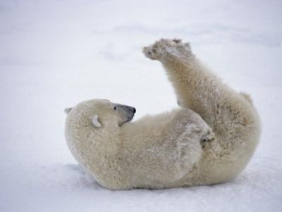 daniel-cox-polar-bear-rolling-in-snow-and-playing-with-feet.jpg