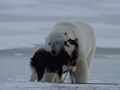 norbert-rosing-a-polar-bear-ursus-maritimus-and-a-husky-cuddle-up-to-each-other-in-the-snow.jpg