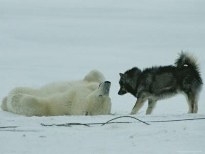 norbert-rosing-polar-bear-lolls-on-his-back-while-a-husky-looks-on.jpg