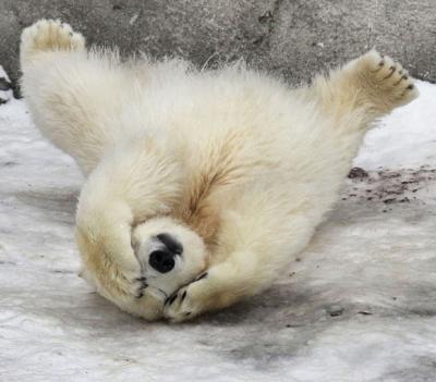 polar-bear-cub_1786691i.jpg