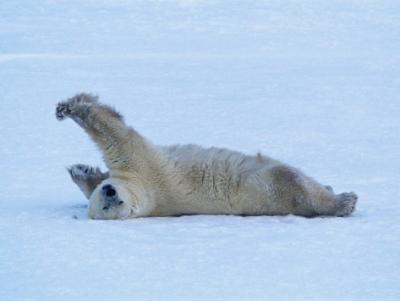 george-lepp-polar-bear-stretching.jpg