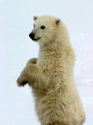yvette-cardozo-polar-bear-ursus-maritimus-churchill-manitoba.jpg