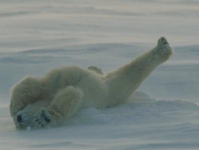 norbert-rosing-polar-bear-ursus-maritimus-stretching-during-nap-in-snow.jpg