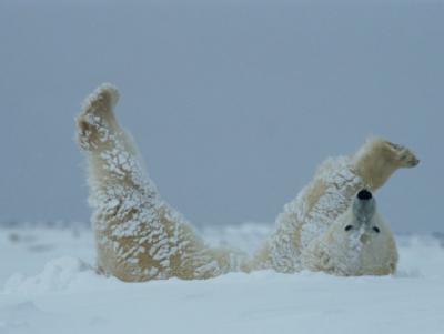 norbert-rosing-a-polar-bear-ursus-maritimus-rolls-through-the-snow.jpg
