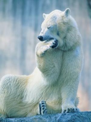 herbert-kehrer-polar-bear-yawning-in-zoo-enclosure.jpg