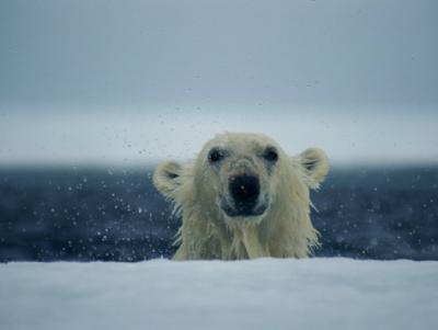 paul-nicklen-a-wet-polar-bear-sticks-his-head-up-above-the-ice.jpg