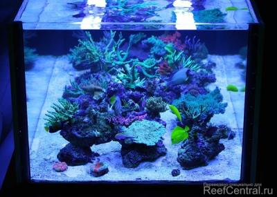 Reef_aquarium (1).jpg