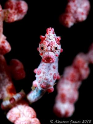 Pygmy Seahorse.jpg