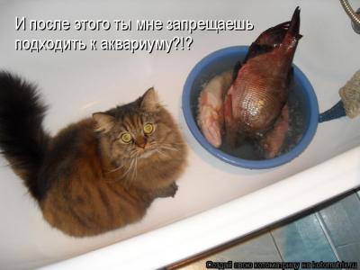 Котик в ванной.jpg