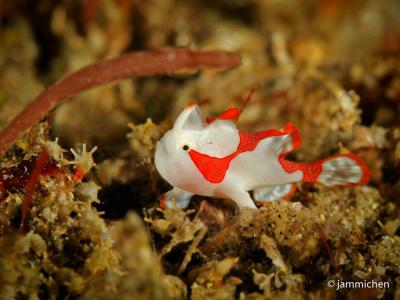 Frogfish Baby.jpg