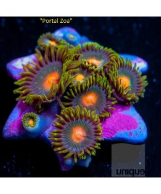 1inch-rg-portal-zoos-32-inventory-3.jpg