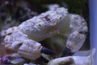Crab-big_white_0424.jpg