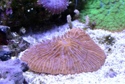 DSC_1328.JPG