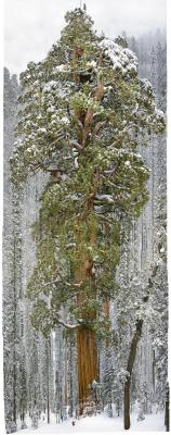 3200-летнее-гигантское-дерево-4.jpg