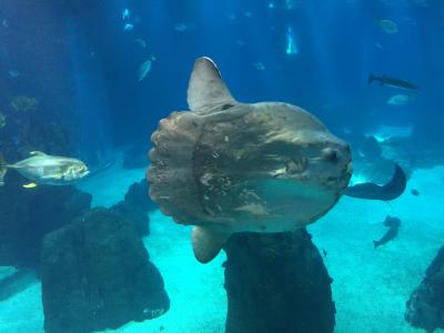 Oceanarium - Lisbon, Lisbon, 29 апреля 2016 г. - 39 of 78.jpg