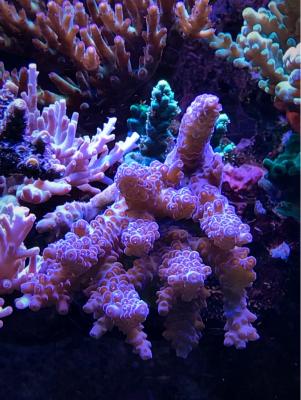 IMG_7196.JPG