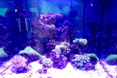 ImageUploadedByReefCentral.ru1495986591.291372.jpg