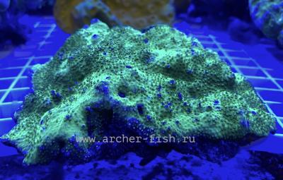 Porites metallic Green.jpg