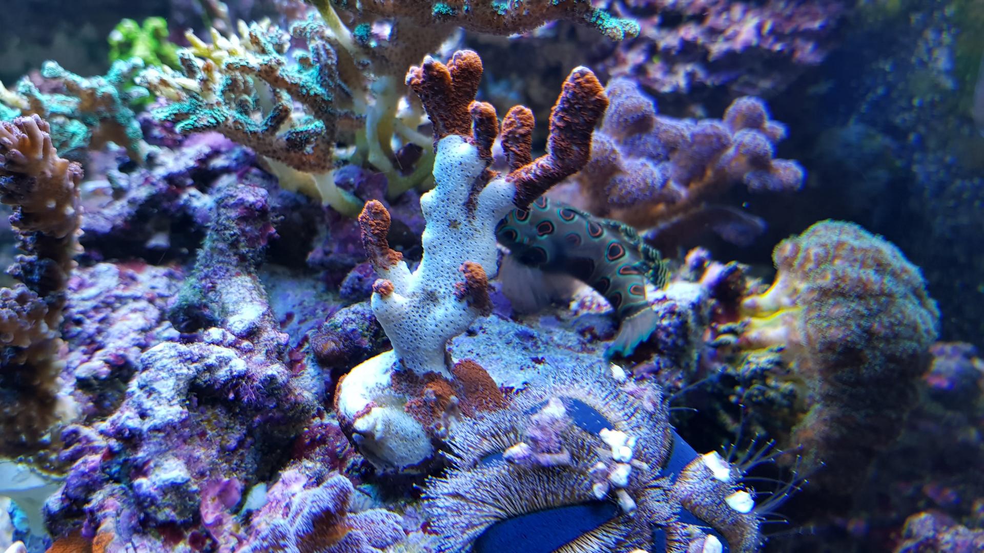 вычистил САМП. многие кораллы пришлось безжалостно выбросить, чтобы не разн...