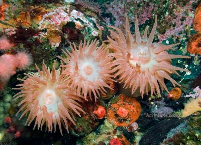 cribrinopsis_rubens_2.jpg