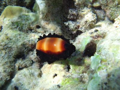 M0039951.JPG