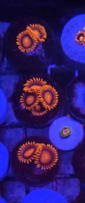 IMG_20200526_014858.jpg