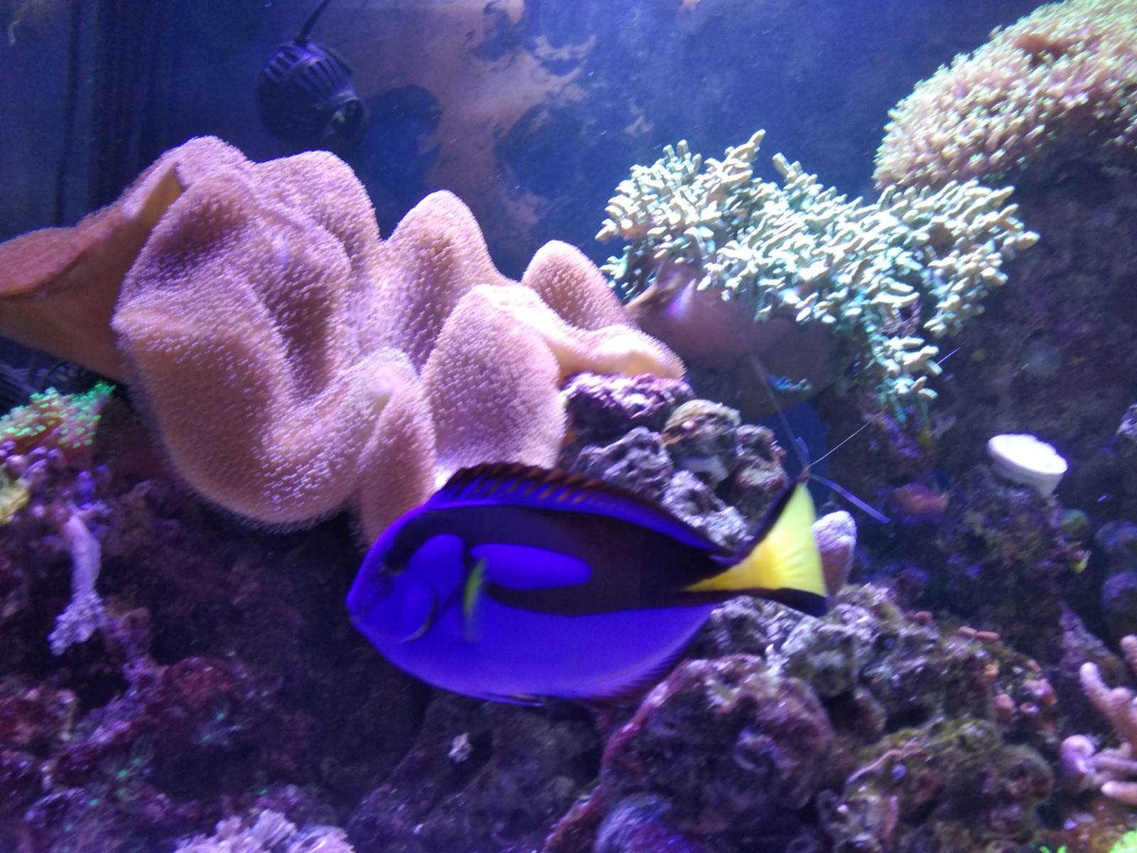 Reefcentral