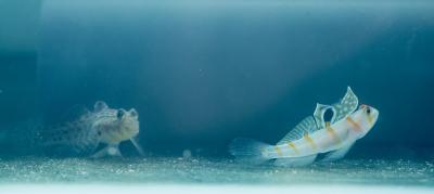 Gobies_in_QT_1589w.jpg