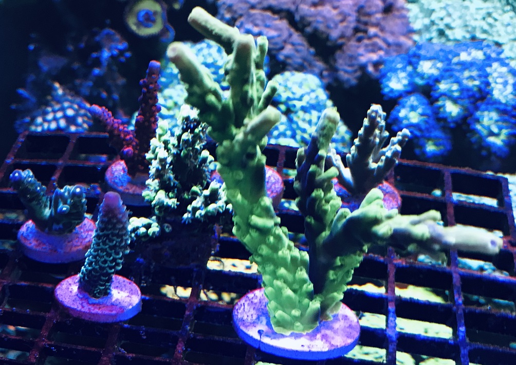 Acro set - БАРАХОЛКА - Морской аквариум. Форумы ReefCentral.ru
