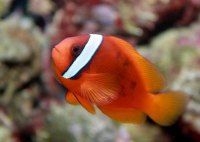 Tomato_clownfish,_Amphiprion_frenatus.jpg