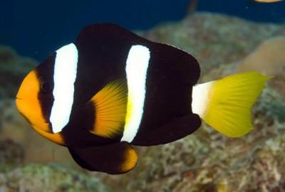 clarkii-clownfish-image.jpg