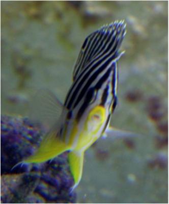 Paracentropyge_multifasciatus.jpg