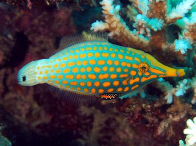 longnosefilefish3.jpg