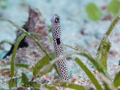 Spotted_garden_eel_(Heteroconger_hassi)_(37534978102).jpg